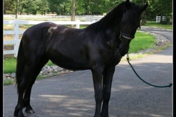 1006543_stunning-friesian-dutch-warmblood-tons-of-hair_photo_3_1501177887_img