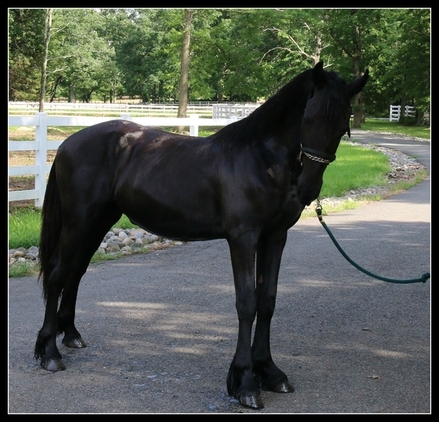 1006543_stunning-friesian-dutch-warmblood-tons-of-hair_photo_3_1501177887_img