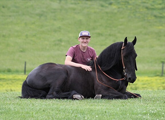 6 year old Friesian gelding