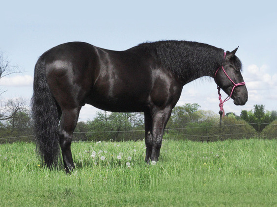 Black Friesian horse