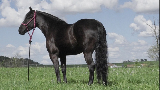 Black Friesian horse