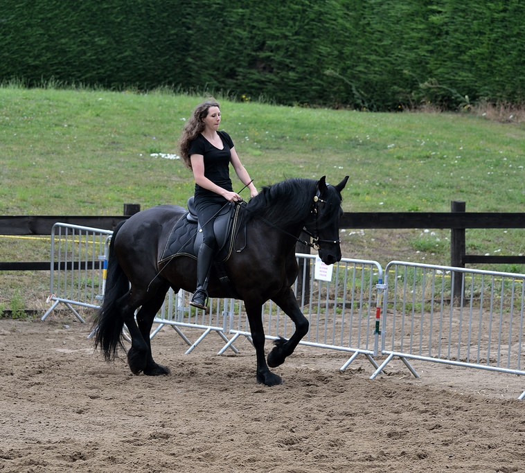 BLACK FRIESIAN HORSE FOR SALE