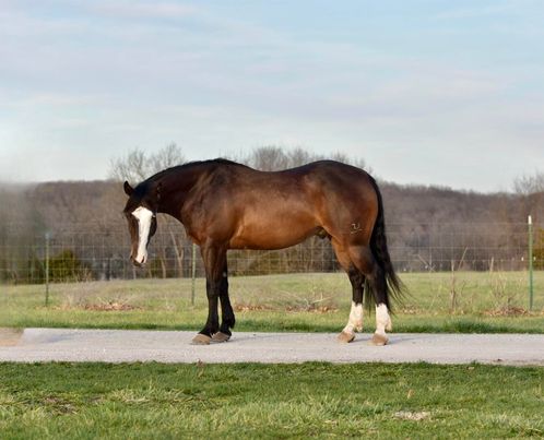 2-Socks-Paint-Gelding