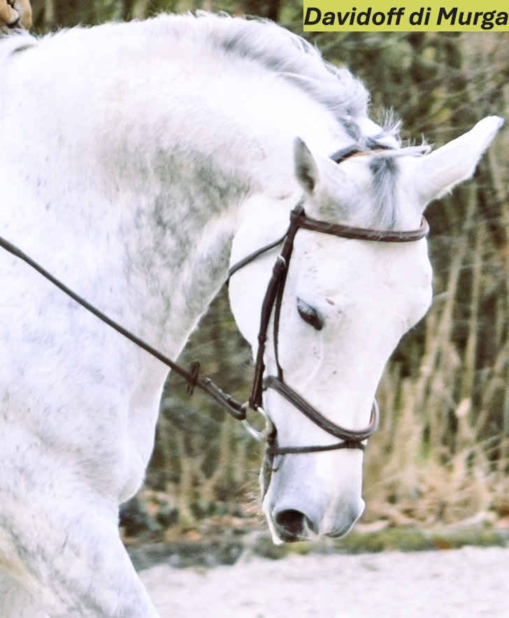 2025-02-09-Davidoff-di-Murga-III