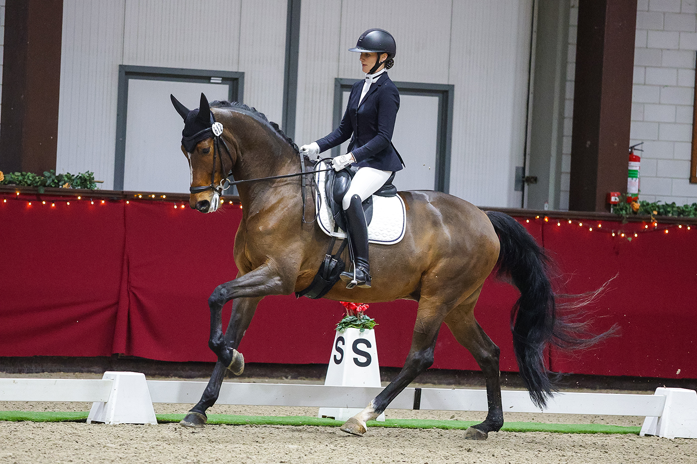 Top Dressage gelding 6 year old