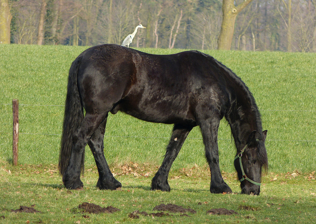 Stunning tall Friesian horse
