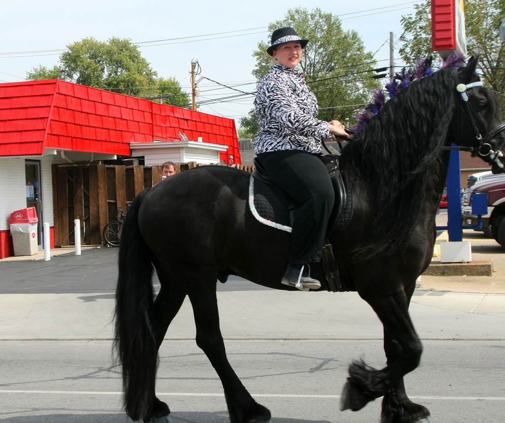 FRIESIAN HORSE AVAILABLE FOR SALE