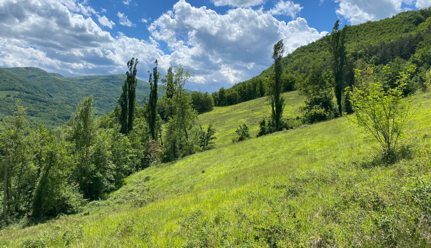 Horse farm in Italy