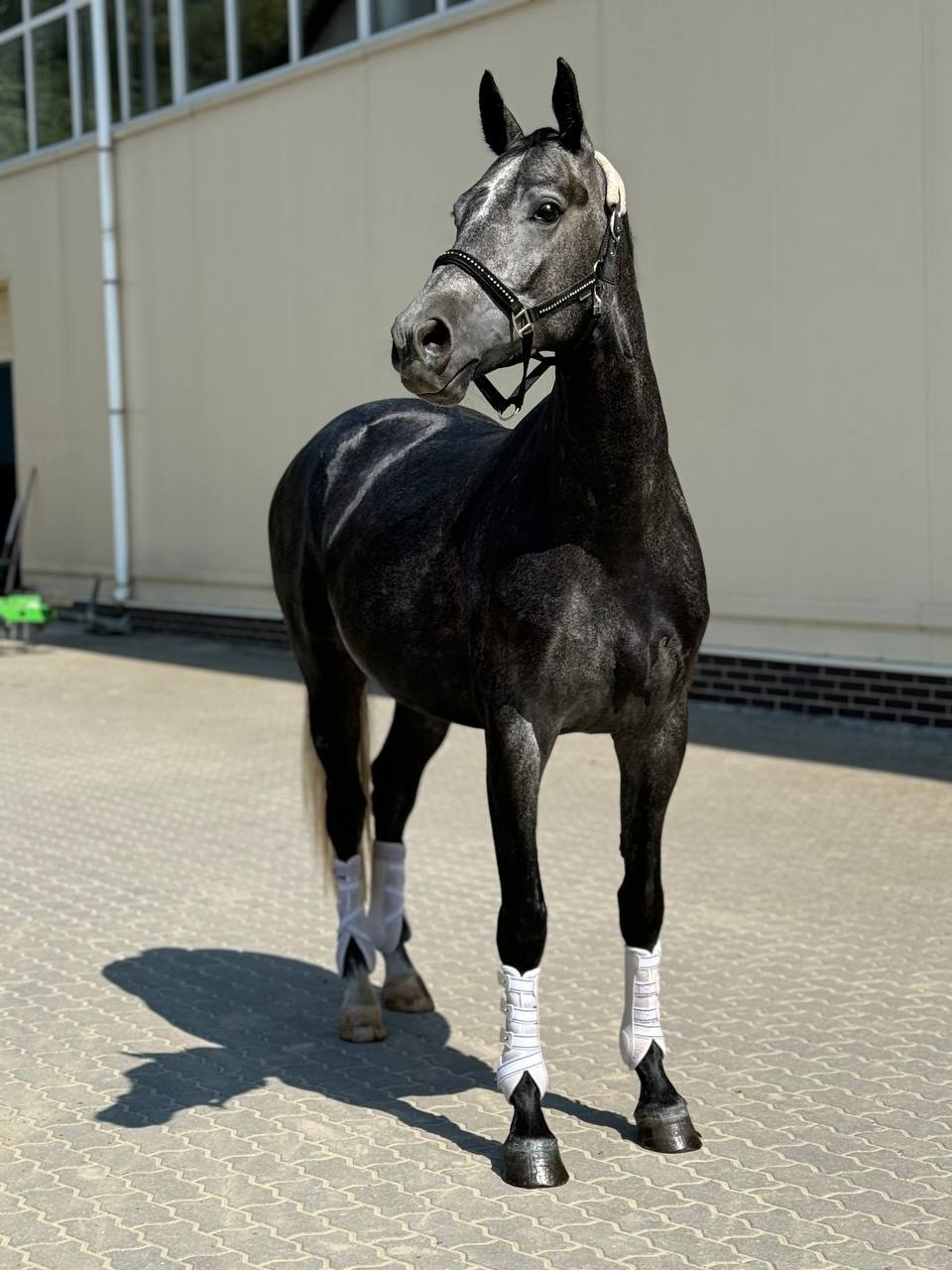 Schickes Deutsches Reitpferd (Kreuzung)