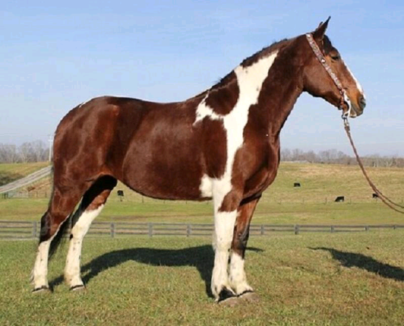 Bildhübsche Quarter Horse Stute