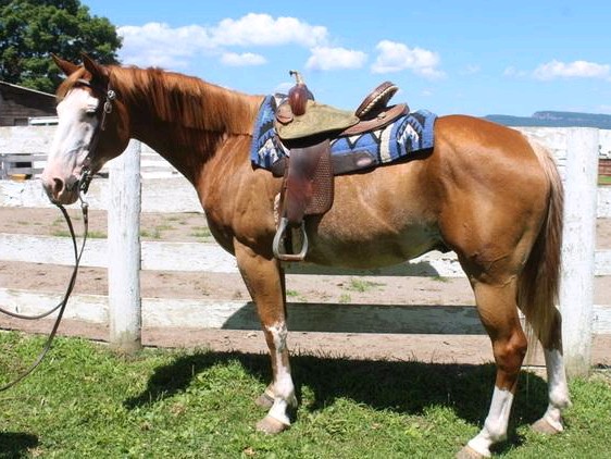 schönen Paint Horse Wallach mit Overo Ze