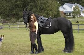Friesian Horses Available