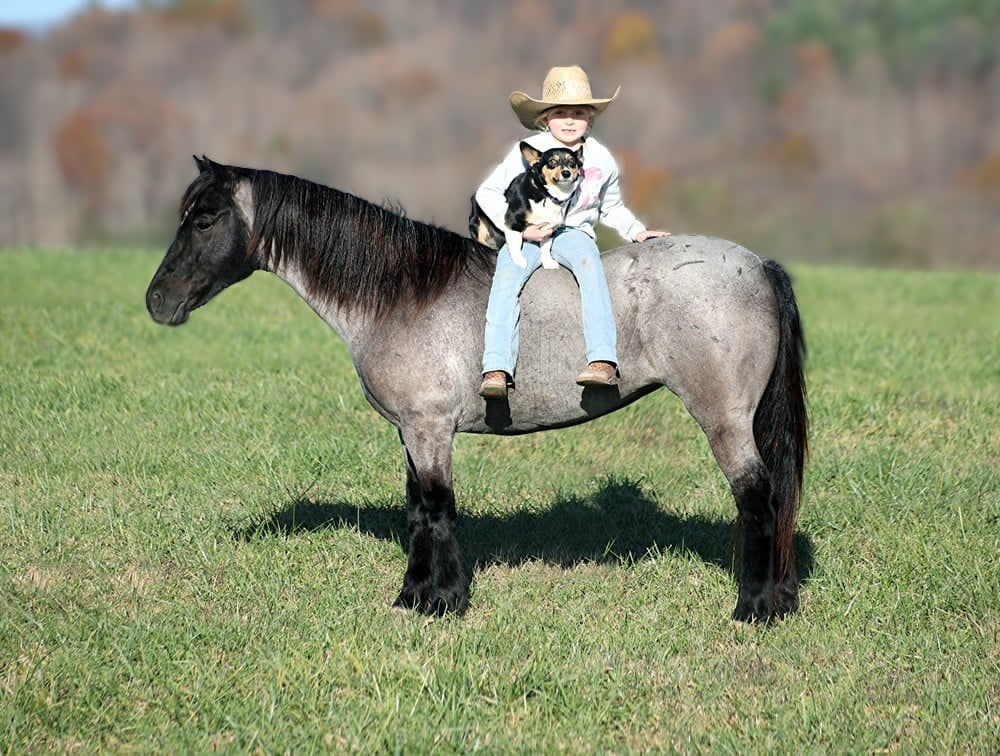 A-Blueberry-Muffin-Pony-Mare