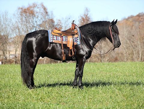 A-Del-Fuego-Friesian-Gelding