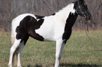 A-Painters-Touch-Tennessee-Walking-Gelding