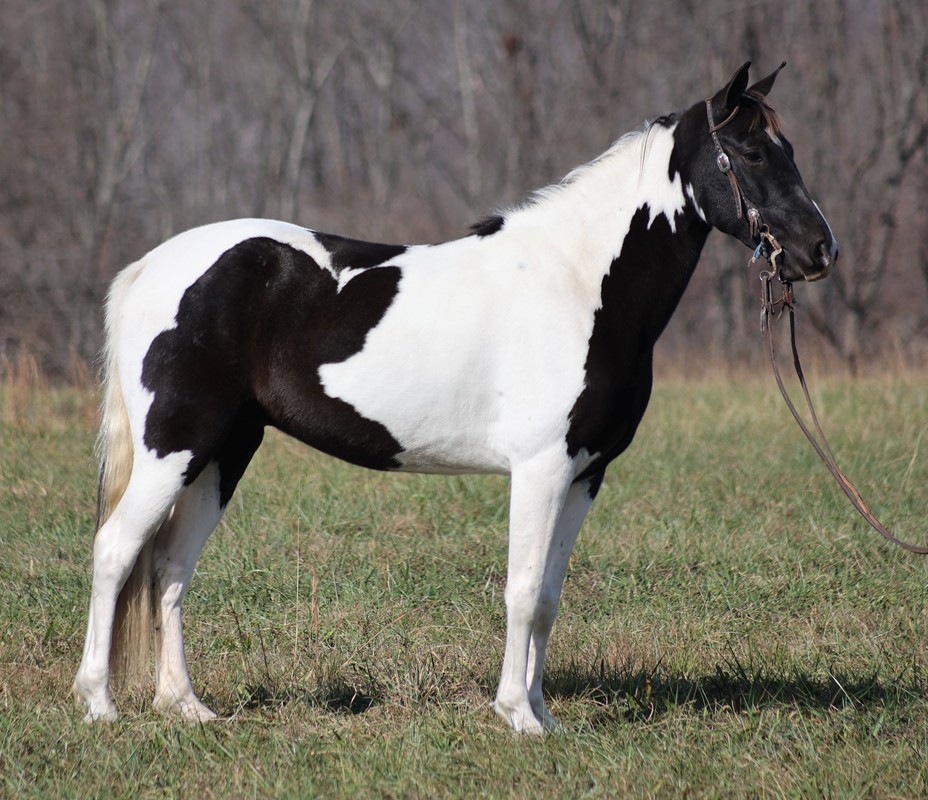 A-Painters-Touch-Tennessee-Walking-Gelding