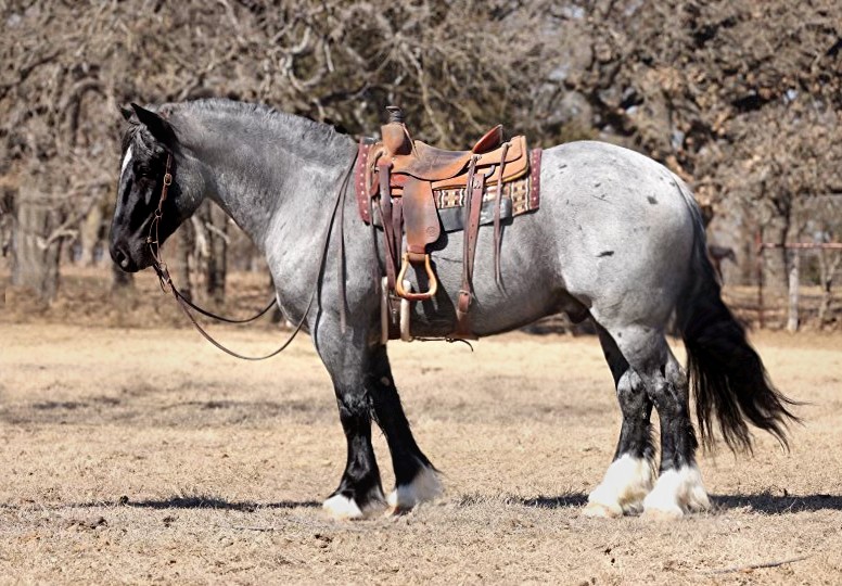 A-Romantic-Romeo-Draft-Gelding