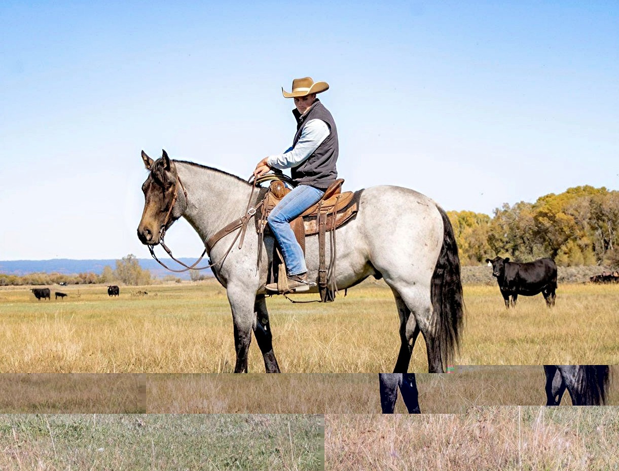 A-Rookie-Draft-Gelding
