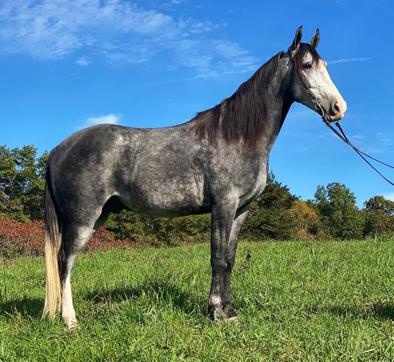 A-Shade-Of-Chrome-Kentucky-Mountain-Gelding