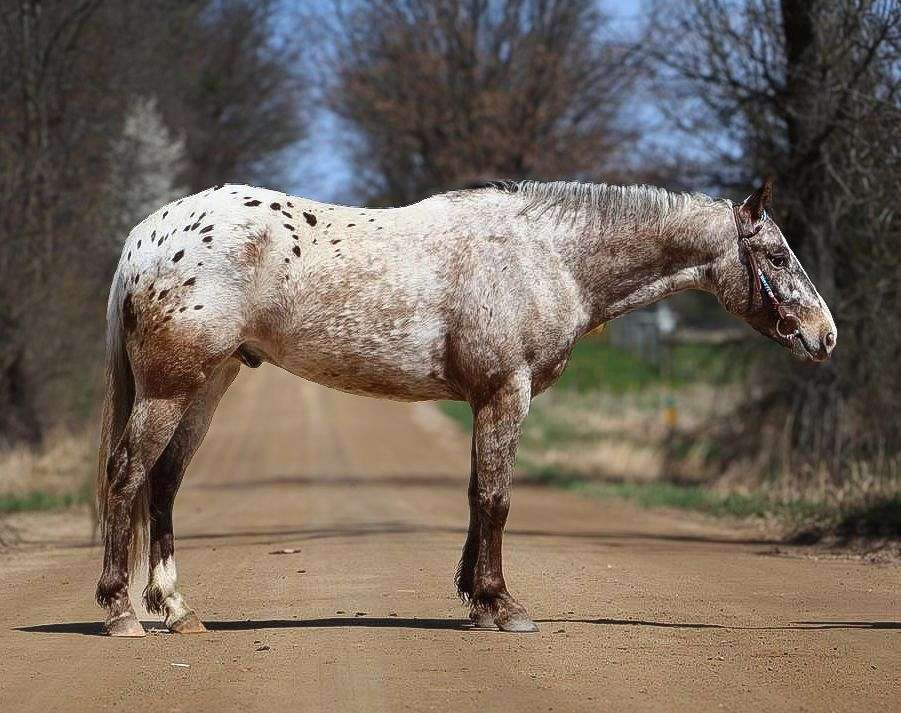 A-Silver-Sol-Weedo-Appaloosa-Gelding