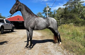 A-Stature-Tennessee-Walking-Gelding