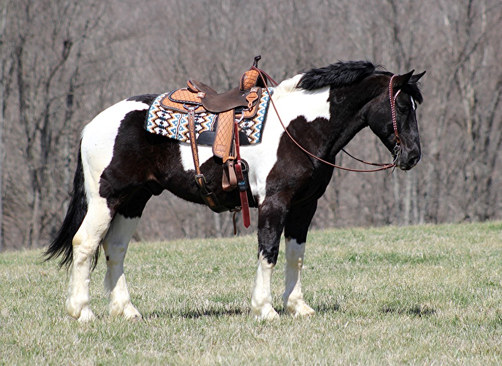 A-Tuxedo-Man-Draft-Gelding