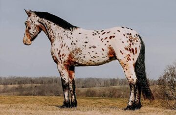 AMG-Freckles-Friesian-Gelding