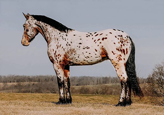 AMG-Freckles-Friesian-Gelding