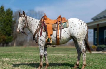 Abby-Appaloosa-Gelding