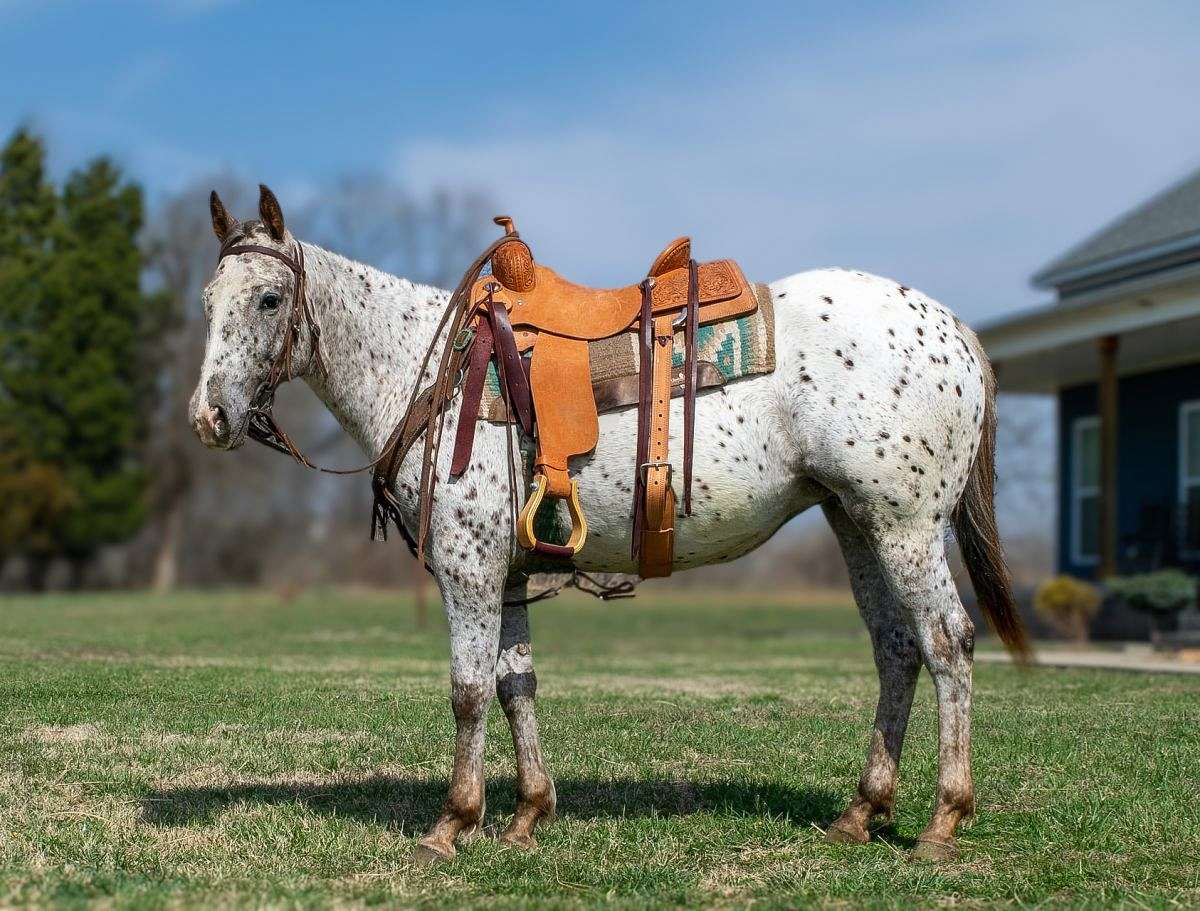 Abby-Appaloosa-Gelding
