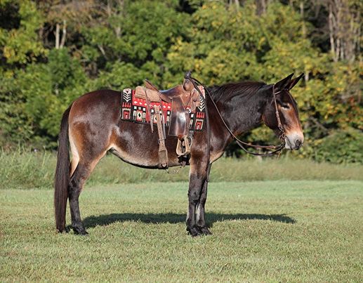 Abby-Mule-Mare