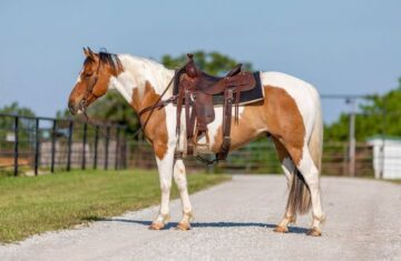Ace-Paint-Gelding