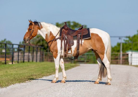 Ace-Paint-Gelding