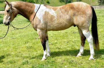 Acorn-Paint-Gelding