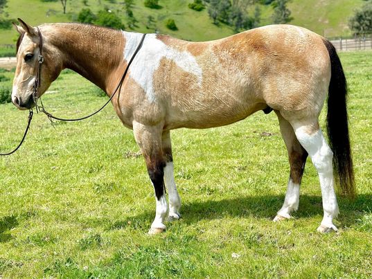 Acorn-Paint-Gelding