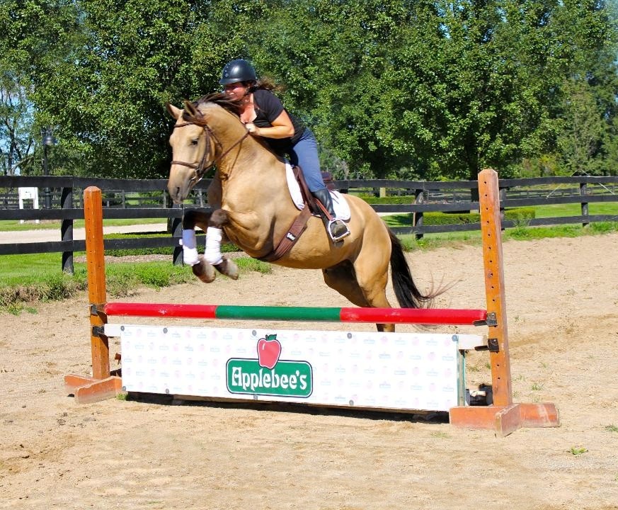 Action-Jackson-Friesian-Gelding