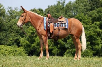 Adaline-Mule-Mare