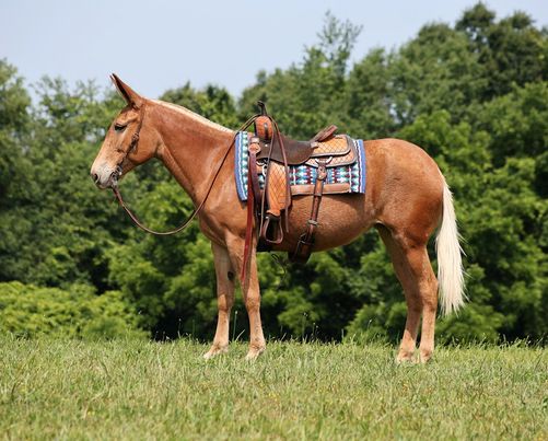 Adaline-Mule-Mare