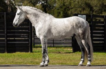 Aladdin-Andalusian-Gelding