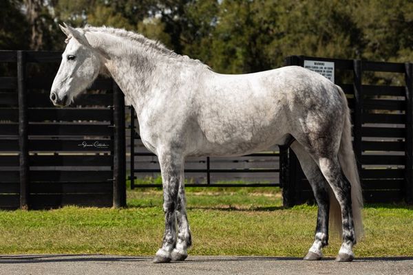 Aladdin-Andalusian-Gelding