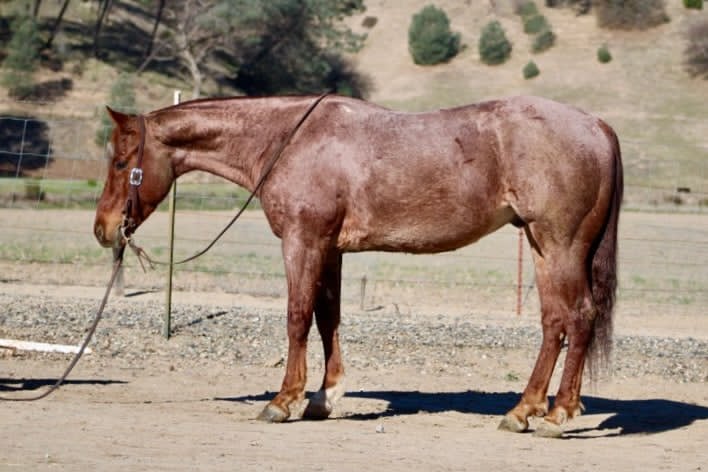 Alfred-Quarter-Gelding