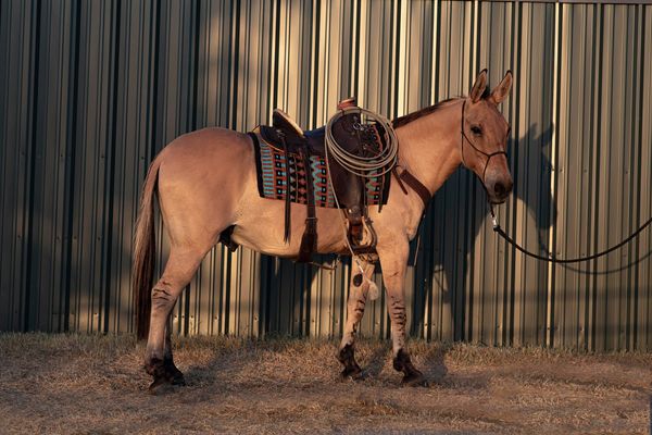 Alfredo-Mule-Gelding