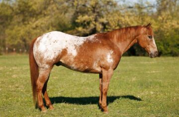 All-Hail-Hercules-Appaloosa-Gelding