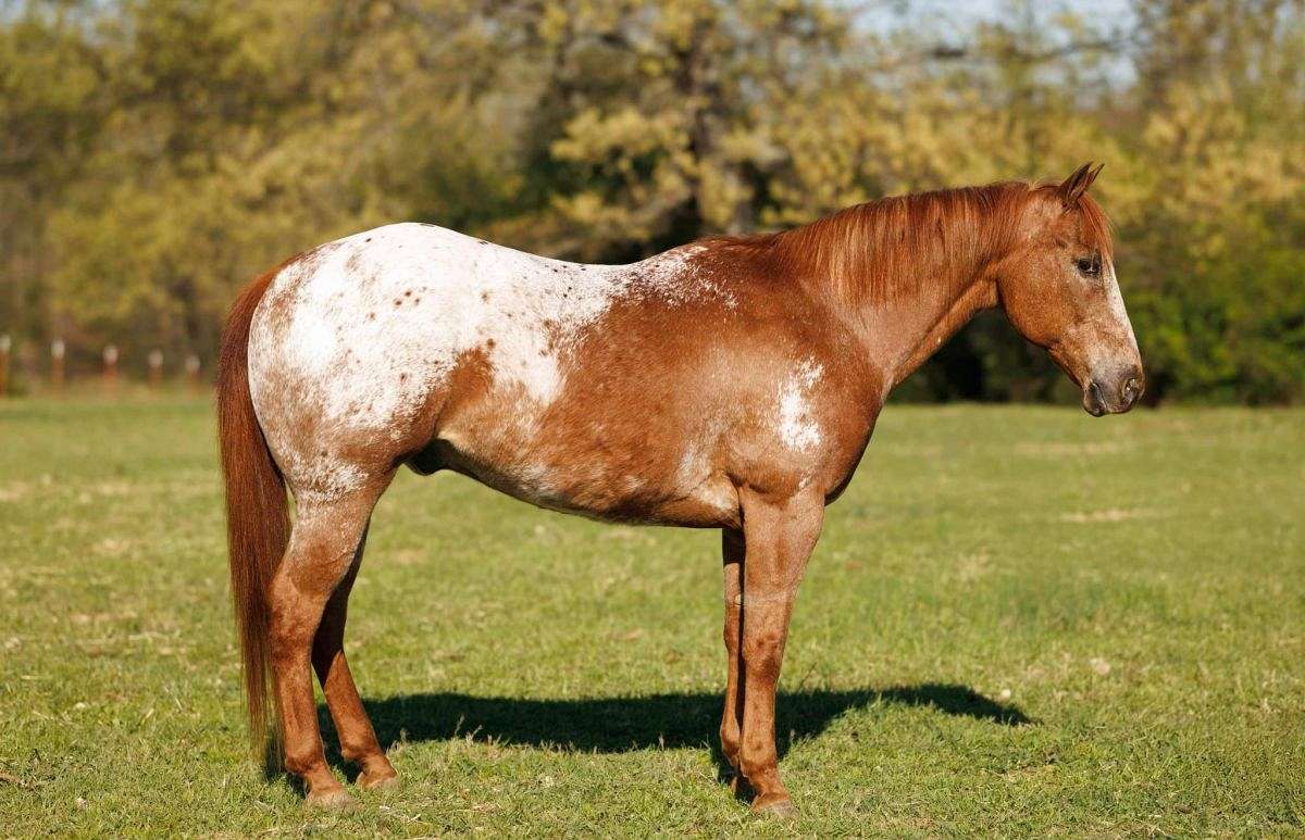All-Hail-Hercules-Appaloosa-Gelding