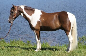 Allens-Heavy-Duty-Tennessee-Walking-Gelding