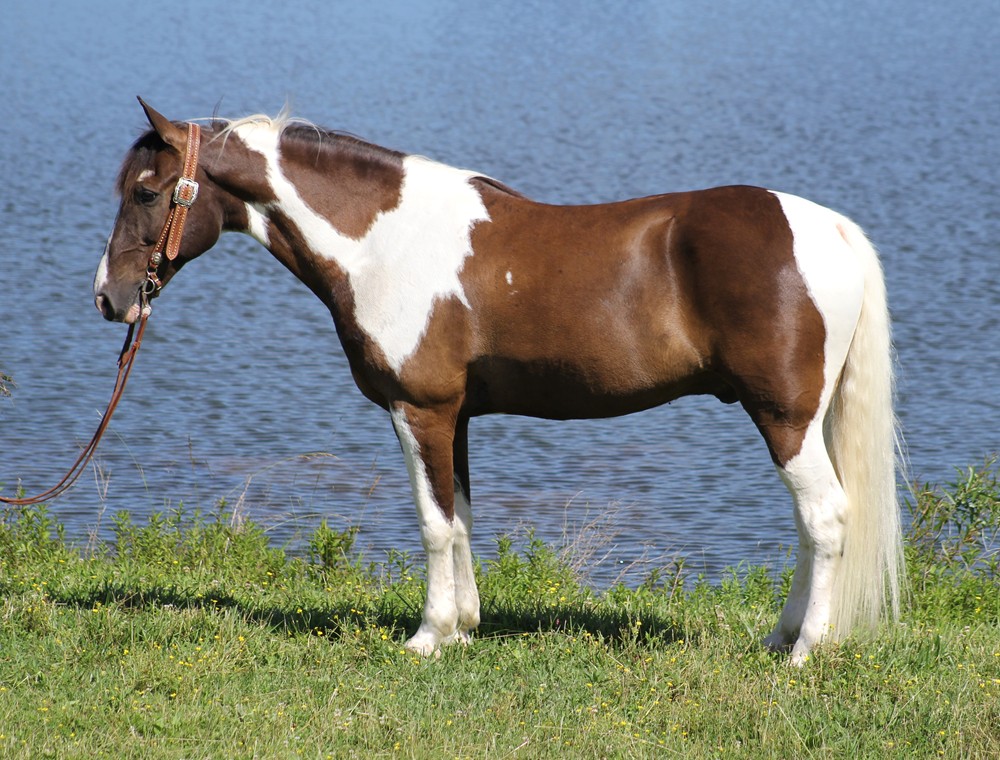 Allens-Heavy-Duty-Tennessee-Walking-Gelding