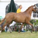 Almazaan-Stud
