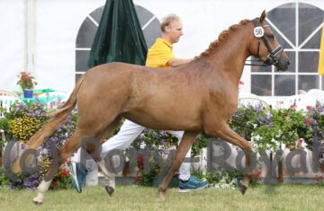 Almazaan-Stud
