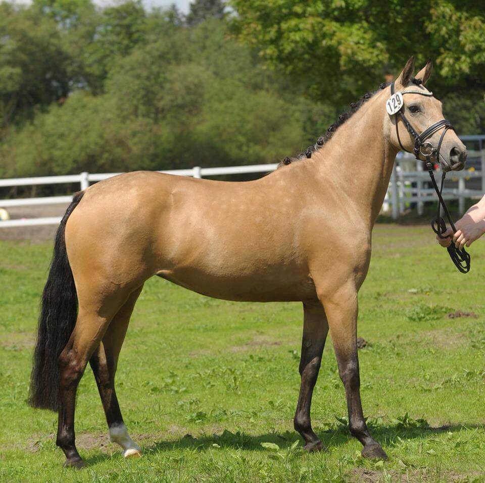 Almazaan-Stud-Australia-ponies