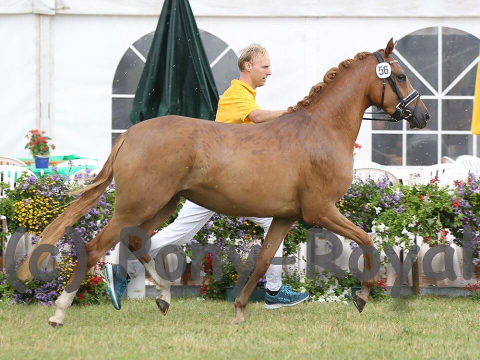 Almazaan-Stud